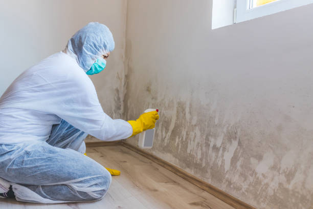 Licensed Mold Testing service in Wake, VA - WQB Mold Removal